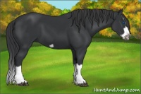 Horse Color:Black Splash Frame 