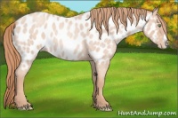 Horse Color:Gold Champagne Roan Splash Appaloosa 