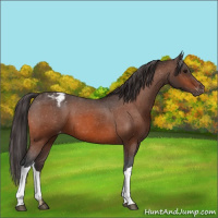 Horse Color:Bay Appaloosa 