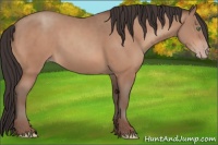 Horse Color:Amber Champagne 