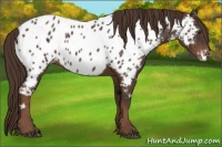Horse Color:White Spotted Liver Chestnut Appaloosa 