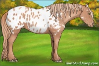 Horse Color:White Spotted Gold Champagne Appaloosa 
