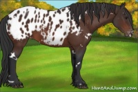 Horse Color:White Spotted Bay Appaloosa