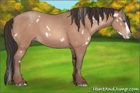 Horse Color:White Spotted Sable Champagne Splash 