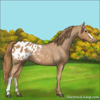 Horse Color:Chestnut Appaloosa 