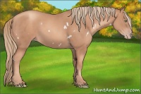 Horse Color:White Spotted Gold Champagne 