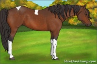 Horse Color:Buckskin Tobiano 