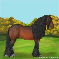 Horse Color:Bay Rabicano  and Bay 