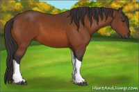 Horse Color:Buckskin Tobiano 