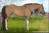 Horse Color:Buckskin Dun Tobiano 