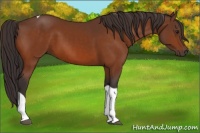 Horse Color:Buckskin Tobiano