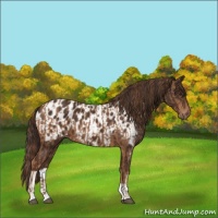 Horse Color:Chestnut  and Liver Chestnut Blanket 