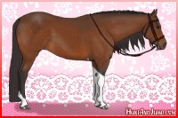 Horse Color:Buckskin Tobiano