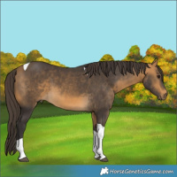 Horse Color:Buckskin Tobiano 
