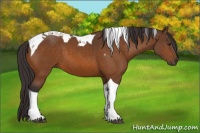 Horse Color:Buckskin Tobiano