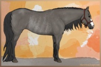 Horse Color:Grullo Rabicano