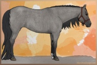 Horse Color:Grullo Roan 