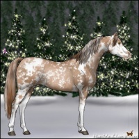 Horse Color:Liver Chestnut Pearl Sabino Rabicano 