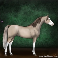 Horse Color:Grullo Pearl Splash 