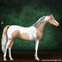 Horse Color:Chestnut Pearl Tobiano