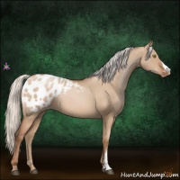 Horse Color:Silver Brown Pearl Dun Appaloosa 
