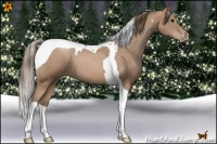 Horse Color:Black Pearl Tobiano 