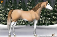 Horse Color:Bay Pearl Splash