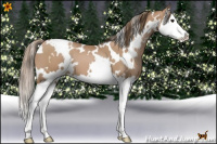 Horse Color:White Spotted Black Pearl Splash 