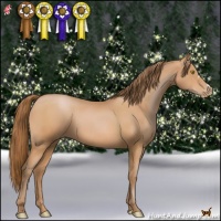 Horse Color:Bay Pearl 