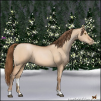 Horse Color:Bay Pearl Dun 