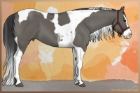 Horse Color:Grullo Splash Tobiano 
