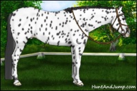Horse Color:Black Near Leopard 