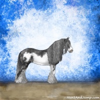 Horse Color:Black Sabino Frame Rabicano 