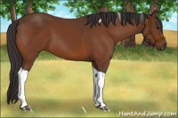 Horse Color:Buckskin Tobiano 