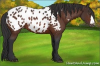 Horse Color:Brown Appaloosa 