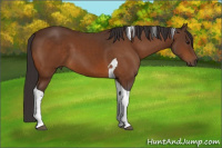Horse Color:Buckskin Tobiano
