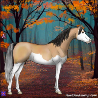 Horse Color:Bay Dun Splash 