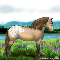 Horse Color:Buckskin Dun Snowflake Varnish