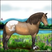 Horse Color:Buckskin Appaloosa 