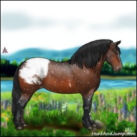 Horse Color:Brown Appaloosa 