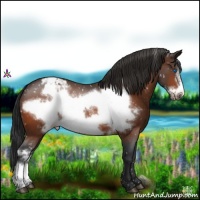 Horse Color:Bay Frame Appaloosa