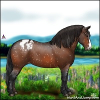 Horse Color:Bay Appaloosa 