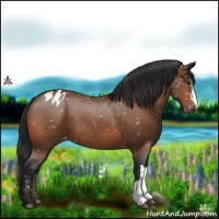 Horse Color:Bay Snowflake Varnish 