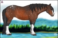 Horse Color:Bay Snowflake Varnish