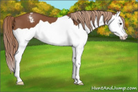 Horse Color:Chestnut Splash Appaloosa 