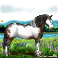 Horse Color:Brown Frame Appaloosa 