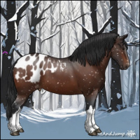Horse Color:Brown Appaloosa 