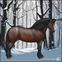 Horse Color:Brown Appaloosa 