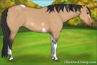 Horse Color:Bay Dun Tobiano 