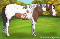 Horse Color:Bay Splash Tobiano Near Fewspot 